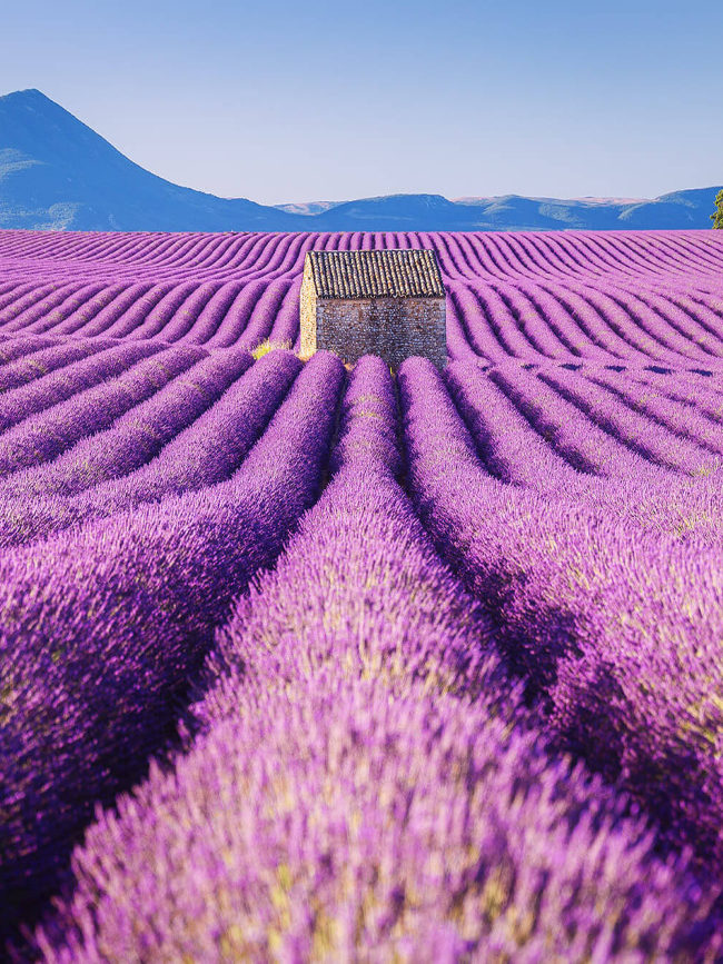 https://www.foreverunsettled.com/wp-content/uploads/2018/09/lavender1234-1-650x867.jpg